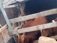 सांड, मवेशी — फ़ोटो 2