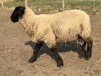 Ram, White Suffolk sheep — photo 3