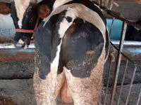 سانڈ, Russian Black pied cattle — تصویر 3