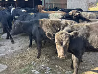 Tyre, Swiss cattle — foto 1