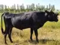 Bovini (lotto, sesso non specificato), Aberdeen Angus — foto 3