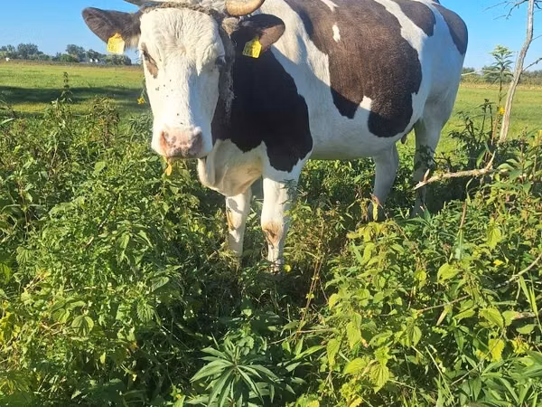 Cow, Russian Black pied cattle — Poland