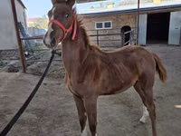 Айғыр, Thoroughbred horse — 4-сурет