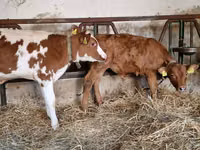 Ταύρος, Simmental cattle — φωτογραφία 4