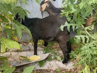 Kozel, Alpine goat — foto 1