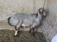 Kambing jantan, Sheep — foto 2