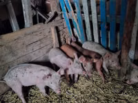 Sow, Pigs — photo 2