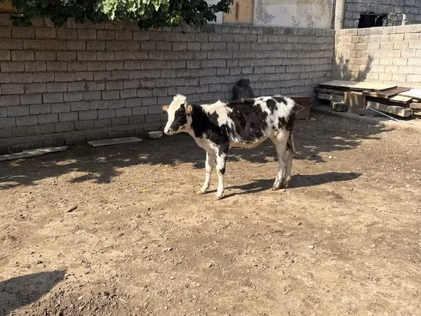 گاو و گوساله (گروه، جنسیت مشخص نشده), Russian Black pied cattle