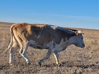 Cow, Simmental cattle — photo 1