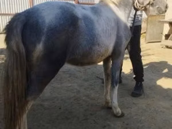 Horse (M), Horses — Hungary