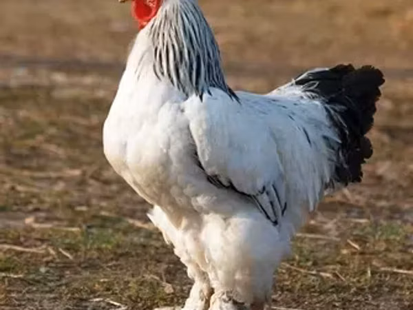 Brahma — Armenia