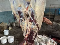 اسب نر, اسب — عکس 4