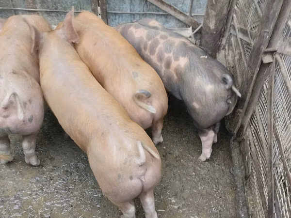 Babi betina, Pigs
