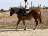 Kůň, Koně — foto 3