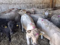 گاو نر, Charolais cattle — عکس 8