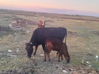 Vache, Latvian Blue cattle — photo 2