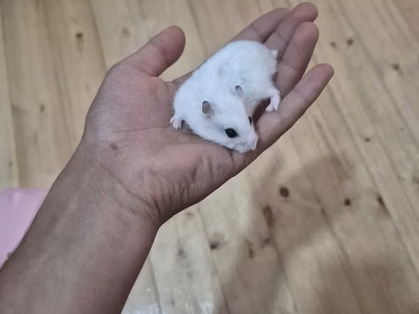 Ağ xəzli kiçik hamster + qəfəs dəsti Paketə daxildir: - Kiçik ölçülü