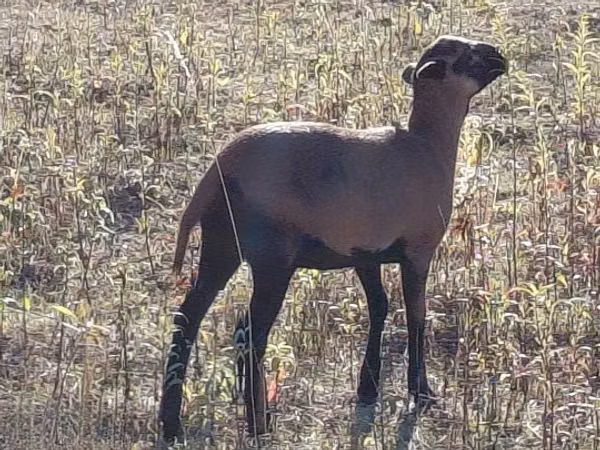 میش, Cameroon sheep