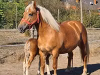Mare, Horses — photo 7
