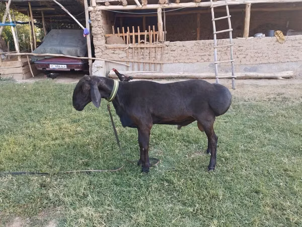 قوچ, Arashan sheep — قرقیزستان
