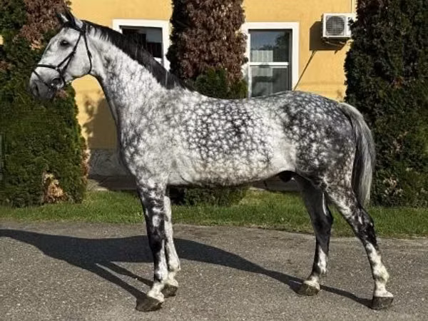 Horse (M), Horses — Hungary