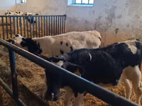 Bull, Russian Black pied cattle — photo 6