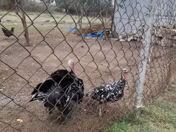 Turkeys — আজারবাইজান