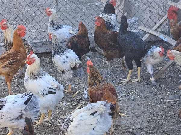 Chickens — Kyrgyzstan