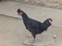 Kosovski dugokukurikavac — fotografija 2