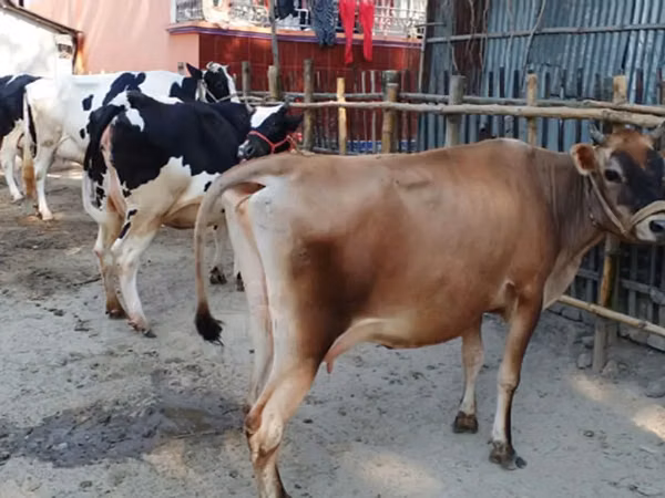 Cow, Cattle — Bangladesh