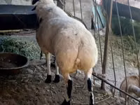 Kambing jantan, Sheep — foto 1