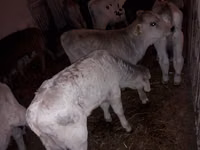 Ταύρος, Simmental cattle — φωτογραφία 3