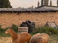قوچ, Hissar sheep — عکس 2