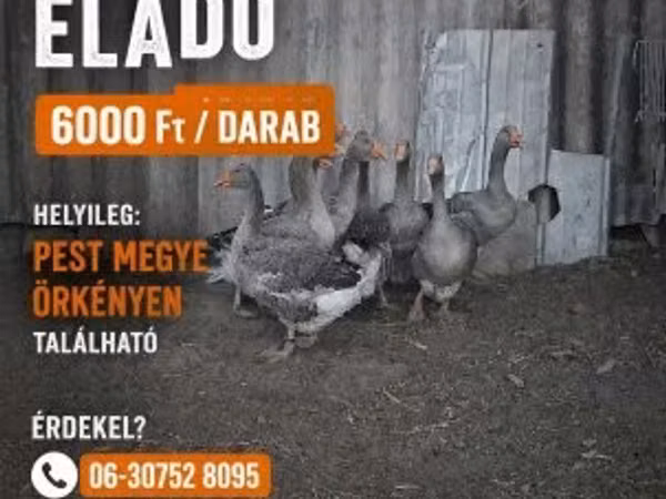 Geese — Угорщина