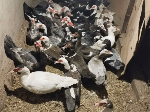 Domestic Muscovy