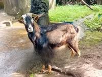 Արու այծ, Alpine goat — լուսանկար 1