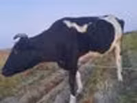 Կով, Russian Black pied cattle — լուսանկար 5