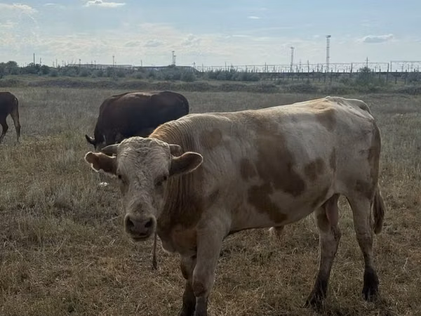Bull, Simmental cattle — Kazakhstan