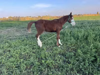 Кобила, Kyrgyz Horse — фото 8
