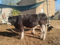 گاو ماده, Simmental cattle — عکس 3