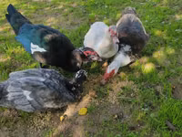 Ducks — photo 2