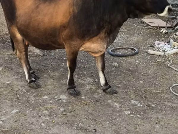 Cow, Aberdeen-Angus