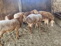 Widder, Arashan sheep — Foto 3