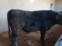 Bull, Cattle — photo 2