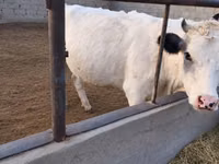 Vaca, Raça Holstein — foto 2