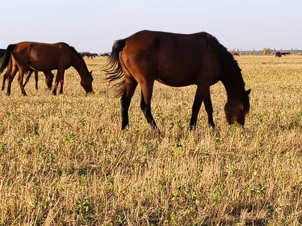 Horses (batch, sex not specified), Horse breed — Kazakhstan