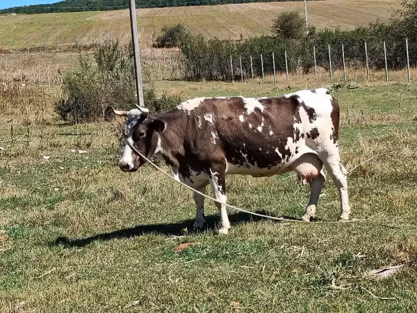 Vache, Bovins — Moldavie