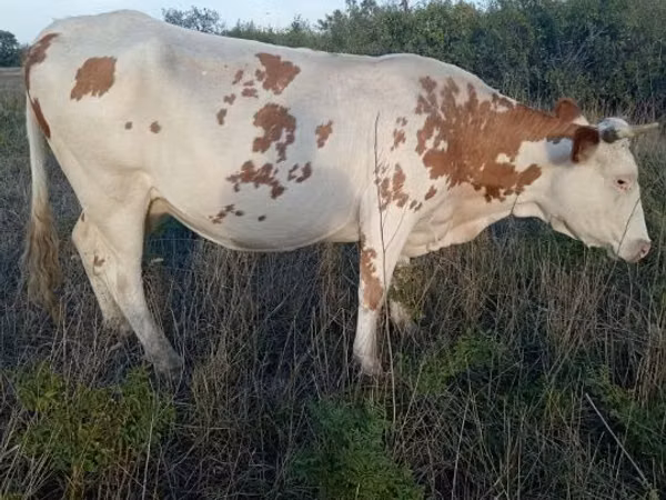 母牛, Cattle — 哈萨克斯坦
