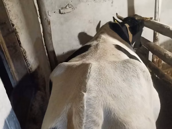 Cow, Latvian Blue cattle
