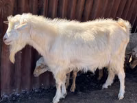 Bok, Saanen goat — foto 2